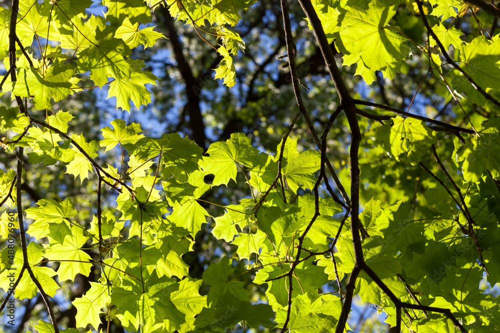 Fototapeta premium young green maple foliage in spring