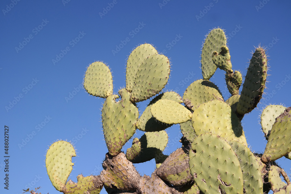 Acetosella Acetosella