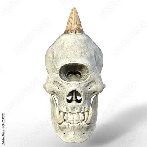 Fotografia 3D illustration over white of an ancient skull of a fantasy cyclops