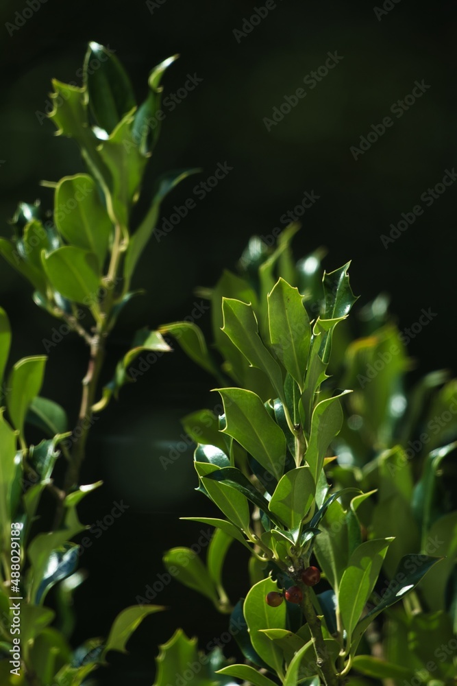 Fototapeta premium Ilex