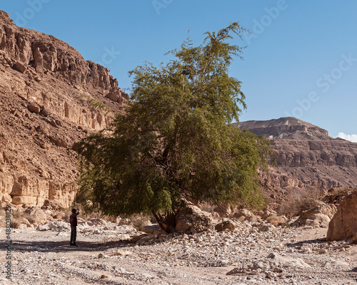 hiker looks for fruit on a Christ Thorn Jujube Ziziphus spina-christi Tree in Wadi Nekarot near the Maktesh Ramon Crater in Israel with cliffs and a blue sky background