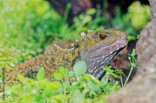 Tuatara.