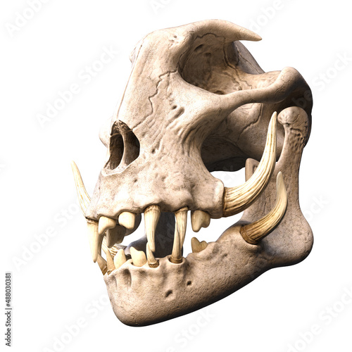 3D illustration over white of an ancient skull of a fantasy animal with huge tusks © Ralf Kraft