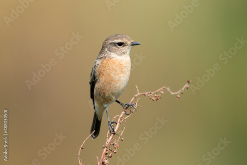 Tarier pâtre, Traquet pâtre, Saxicola rubicola, European Stonechat, femelle