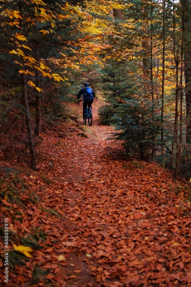 Mountainbikefahrer unterwegs im Wald