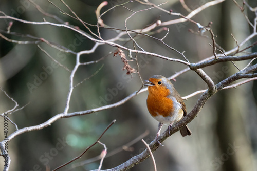 Robin singing away perched in a tree on a winters day