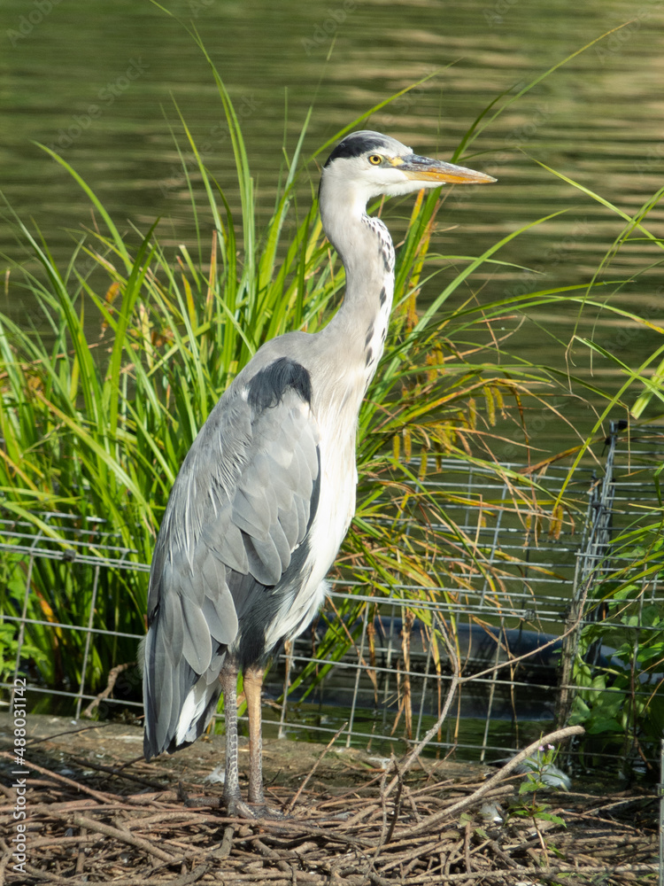 Fototapeta premium Grey Heron standing on its nest by the lake