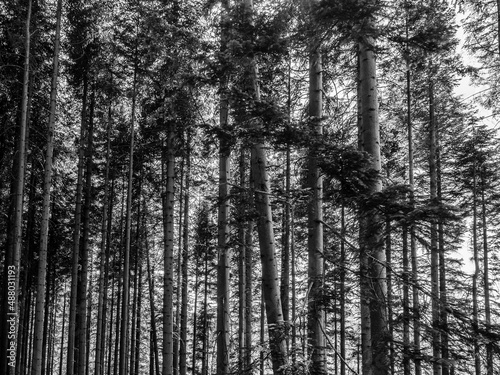 Very tall pine trees at Kilmun forrest, Scotland, UK