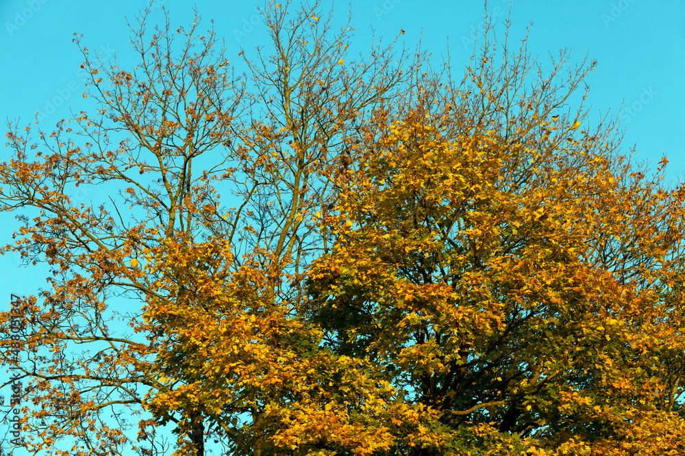 Fototapeta premium trees in a mixed forest during leaf fall