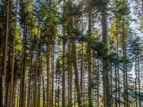 Very tall pine trees at Kilmun forrest  Scotland  UK