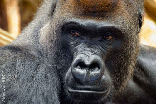 Western Lowland Gorilla (Gorilla gorilla gorilla) © philipbird123
