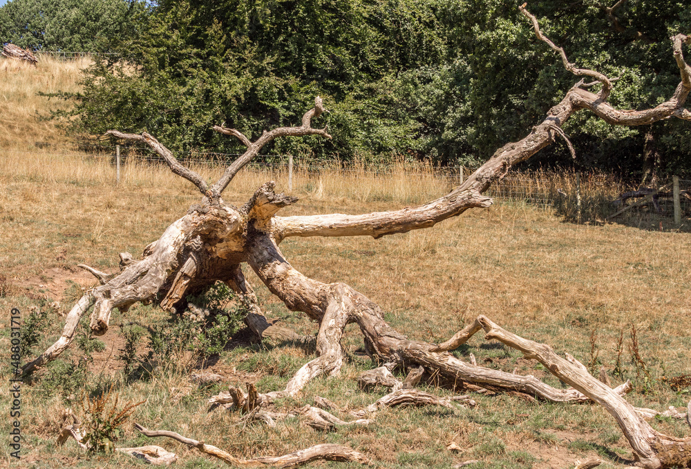 Storm damage to tree at styal country park, cheshire, uk Storm damage to tree at styal country park, cheshire, uk