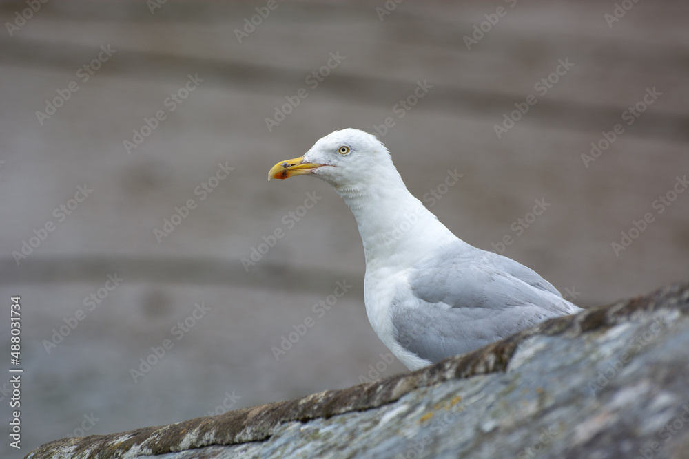 European Herring Gull (Larus argentatus) European Herring Gull (Larus argentatus)