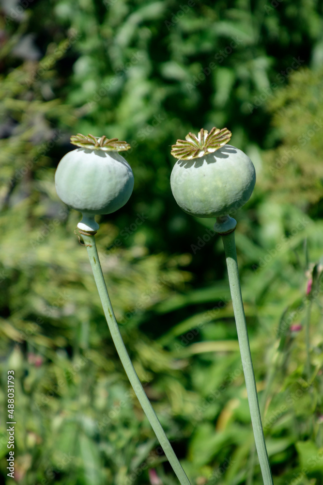 Seed pods of the Giant Opium Poppy Pionvallmo (Papaver somniferum) Seed pods of the Giant Opium Poppy Pionvallmo (Papaver somniferum)