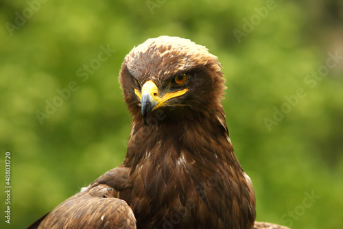 The steppe eagle (Aquila nipalensis) up to close. Steppe eagle portrait. Green background.