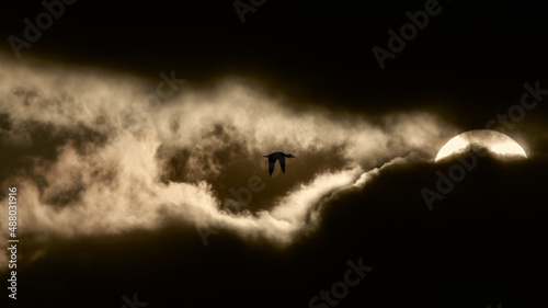 Flying into the light, a duck in silhouette heading towards the sun photo