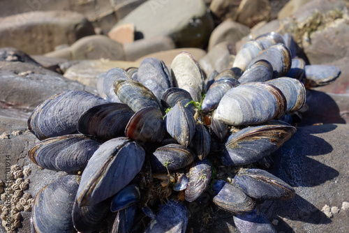 A cluster of Mussels