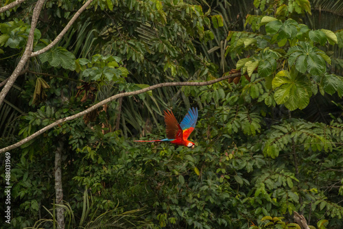 scarlet macaw (ara macao) in flight in front of rainforest photo