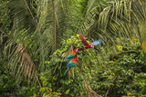 green headed macaws playing