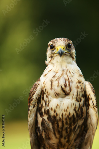 The saker falcon (Falco cherrug) up to close. The saker falcon portrait.