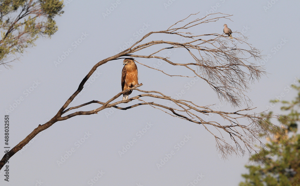 Fototapeta premium Juvenile Black-chested Snake Eagle, Kruger National Park