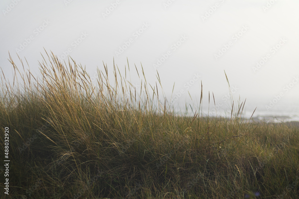 Obraz premium Vegetação Marítima