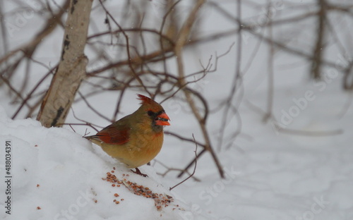 Female Cardinal © Lora Greene Photos
