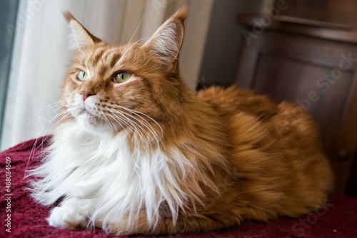 Maine coon cat