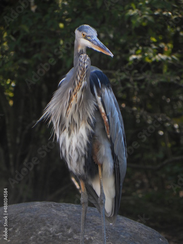 Great Blue Heron