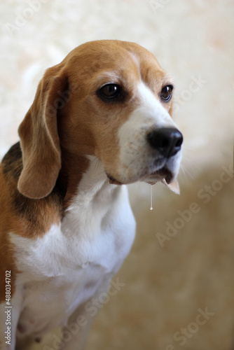 portrait of a beagle