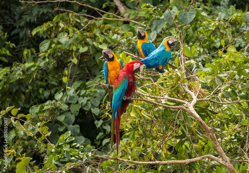 blue and yellow macaw/blue-and-gold macaw (Ara ararauna) and red and green/ green winged macaw (Ara chloropterus) sitting on branch close to clay lick in peruvian amazon basing