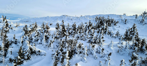 snow covered trees
