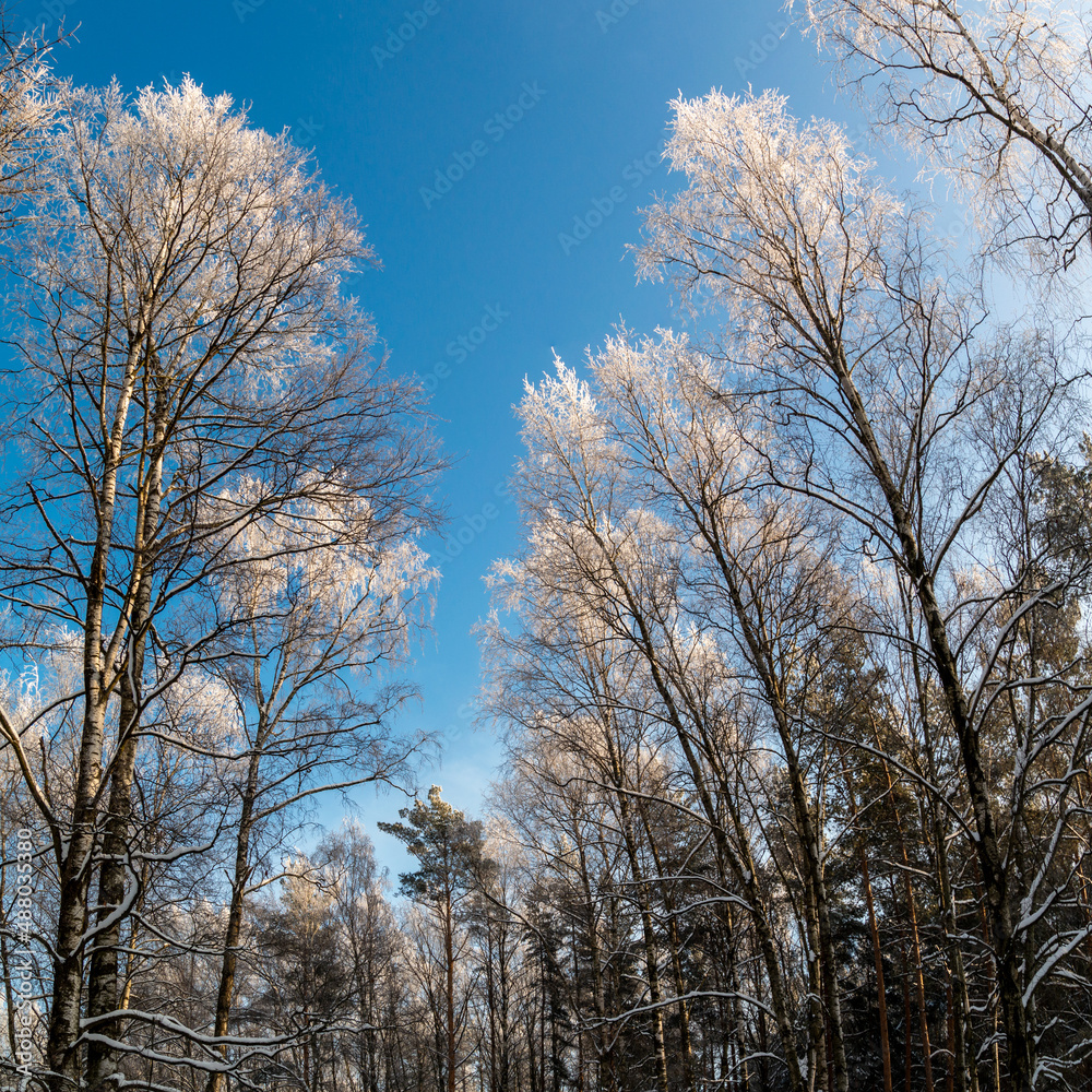 A wonderful sunny frosty day in the park. Frost-covered trees. Square composition A wonderful sunny frosty day in the park. Frost-covered trees. Square composition
