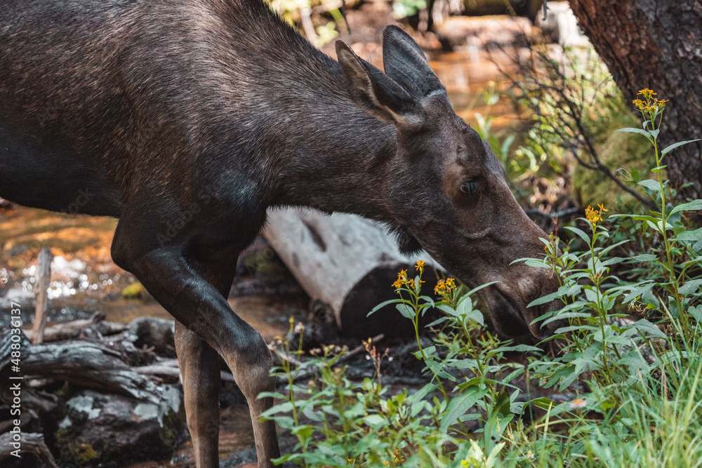 Moose walking in forest 