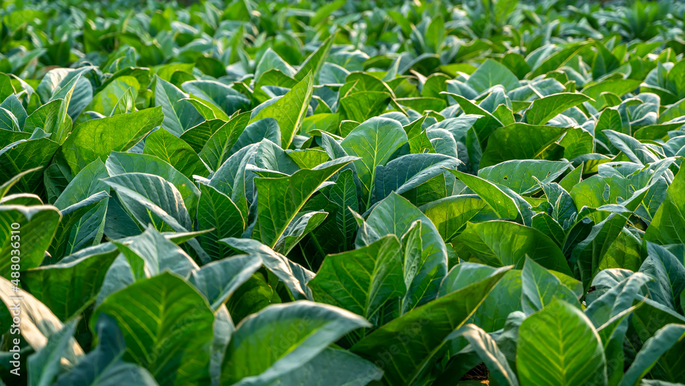 Fototapeta premium Nicotiana(Tobacco plants) is a genus of herbaceous plants and shrubs in the family Solanaceae