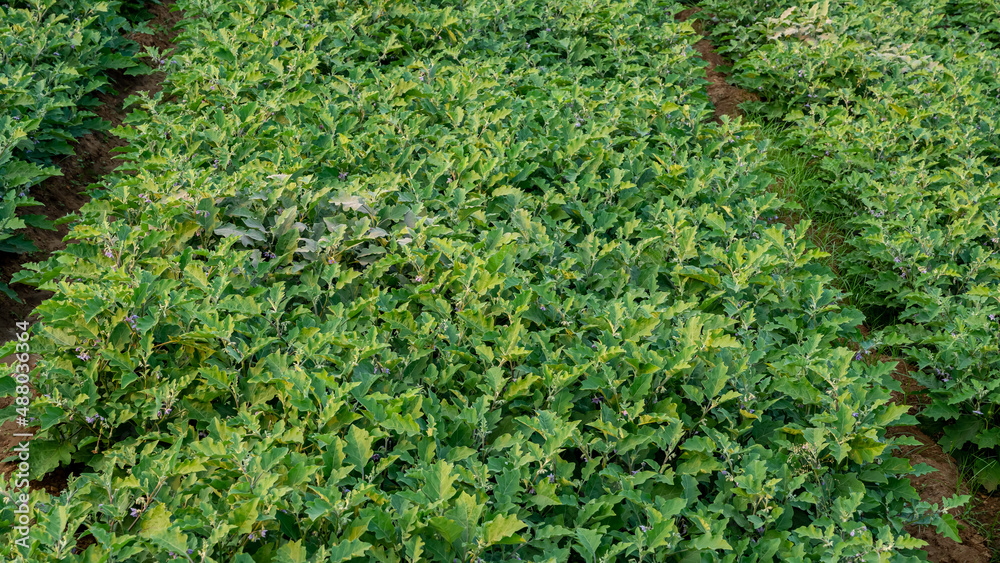 Obraz premium Eggplant, aubergine or brinjal is a plant species in the nightshade family Solanaceae. Solanum melongena is grown worldwide for its edible fruit. Most commonly purple, the spongy, absorbent fruit.