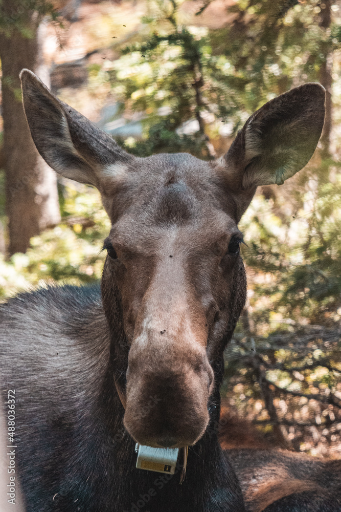 Mom moose laying in woods 