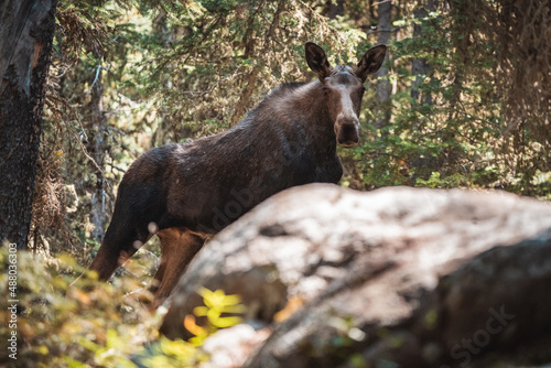 Mom moose walking in woods 