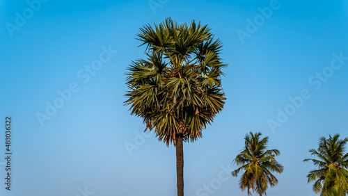Borassus tree (palms tree) is a genus of five species of fan palms © PrivinSathy