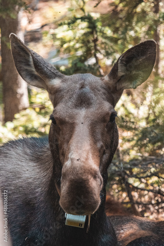 Mom moose laying in woods  © Josh