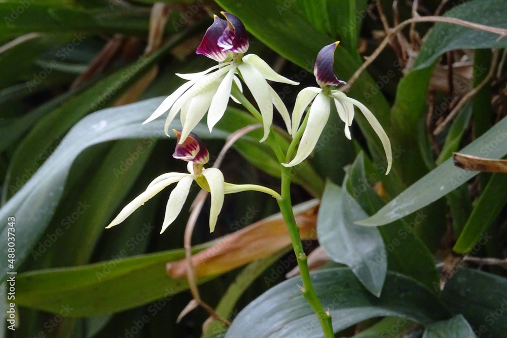 Obraz premium Orchidée araignée