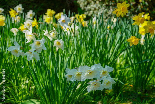 Close up of daffodil flowers in the spring 
