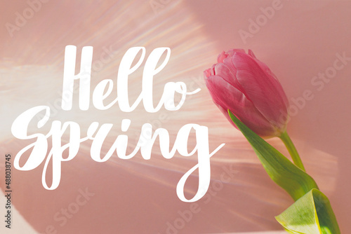 Hello Spring text on pink tulip in sun rays on pink background flat lay. Modern greeting card. Handwritten lettering hello spring. Springtime © sonyachny