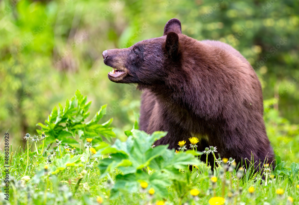 Black bear, cinnamon-colored in Juneau Alaska Black bear, cinnamon-colored in Juneau Alaska