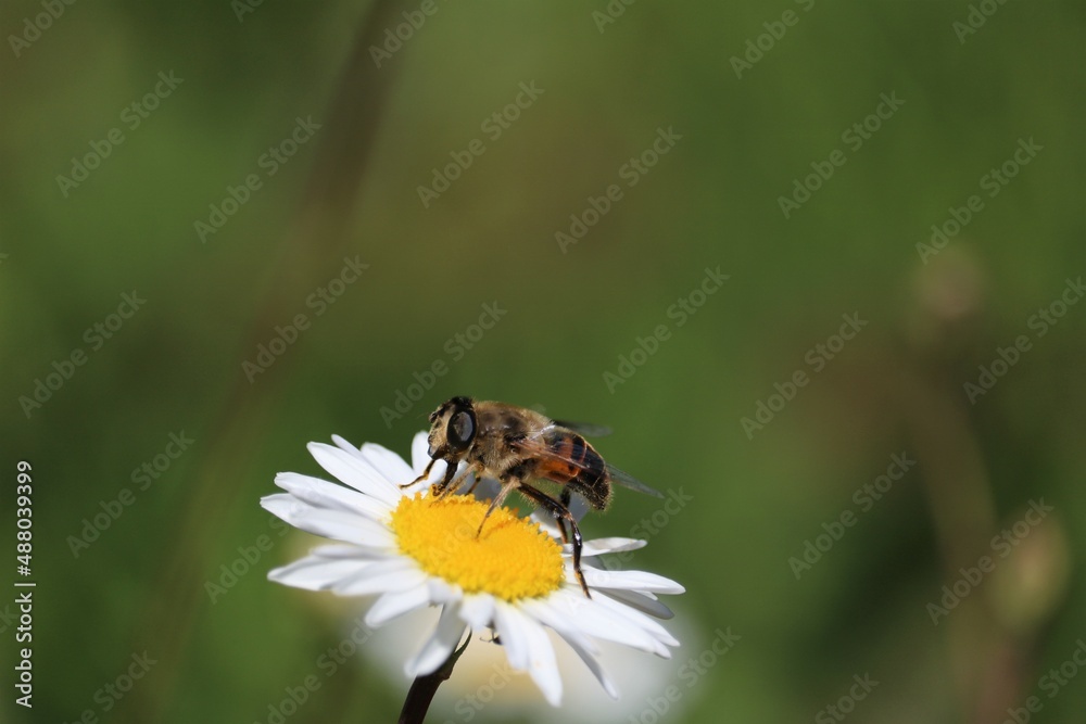 abeille à miel