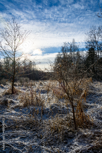 Landscape in the frost of the morning