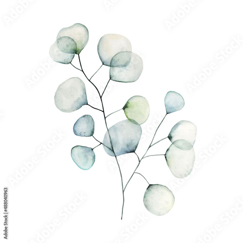 abstract watercolor element, eucaliptus branch, isolated on white