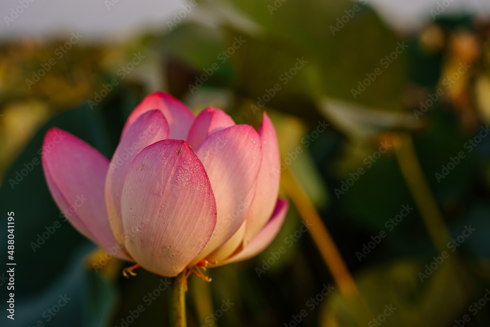 lotus in delta river lotus in delta river