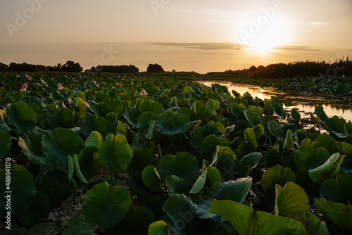 plants of lotus in delta river