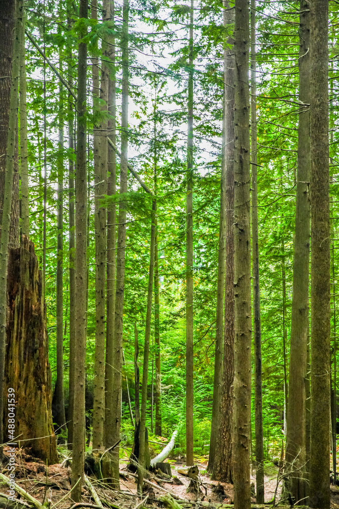 bosque placentero bosque placentero